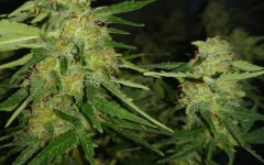 55_flowering.jpg