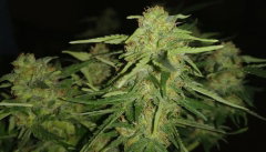55_flower_2.jpg