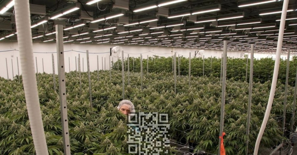 trulieve-cannabis-farm.jpg
