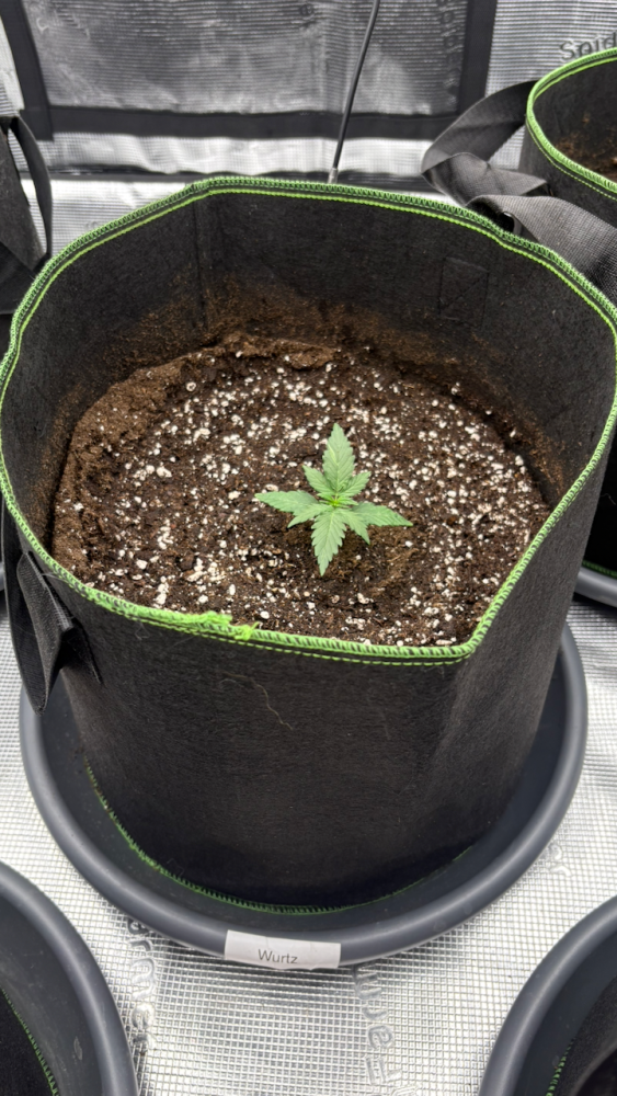 IMG_2167.thumb.png.aa59f6309fbf00e5f49844f4ce5ae0f5.png