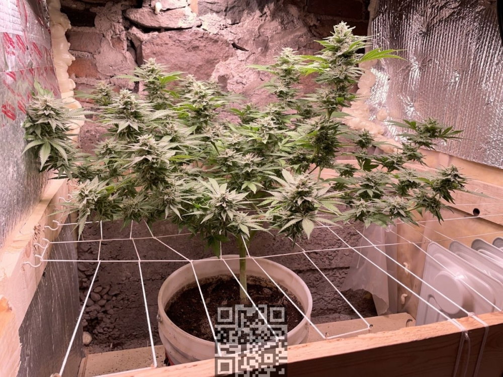 blue-dream-cannabis.jpg