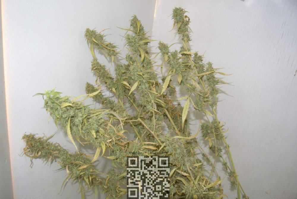 buddha-medikit-harvested.jpg