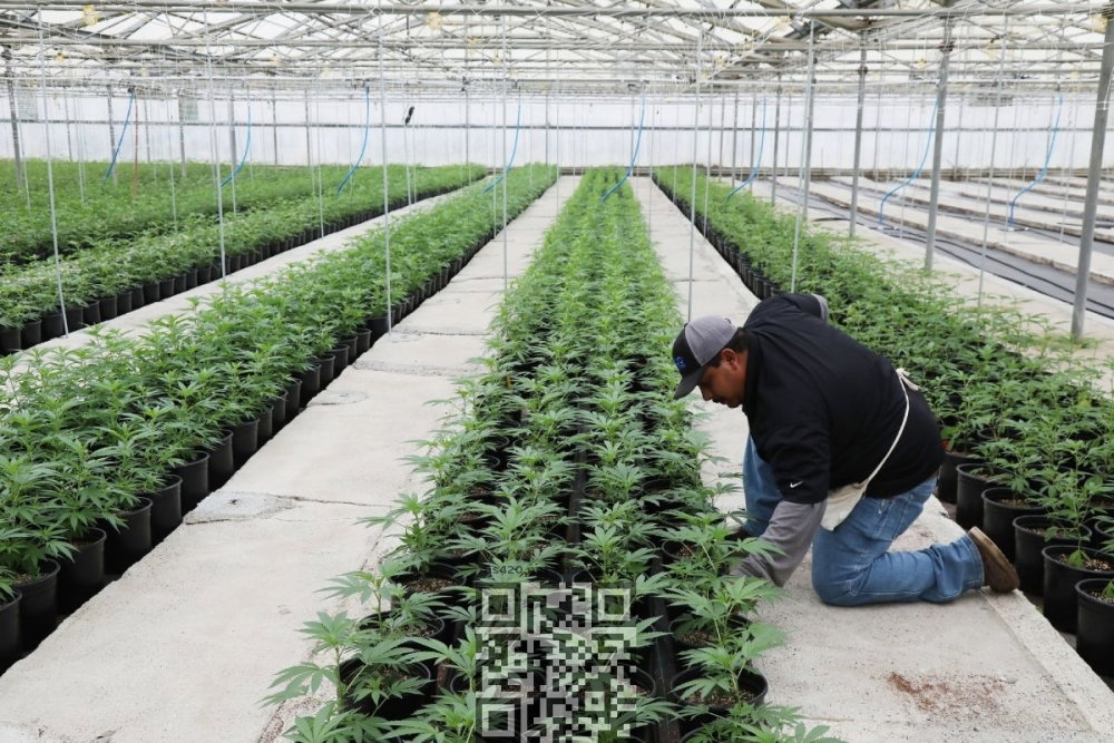 california-cannabis-farm.jpg