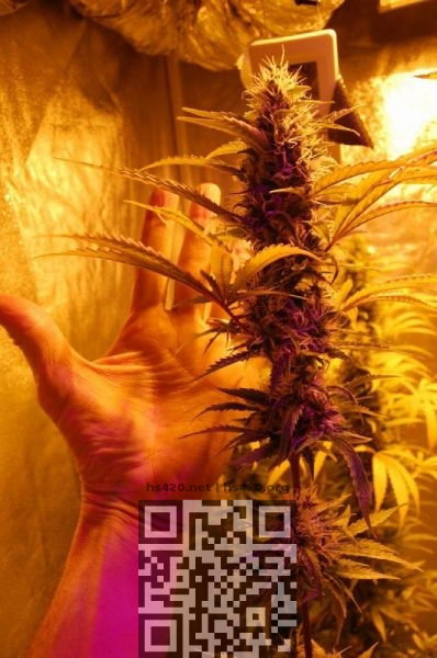 californian-orange-cannabis.jpg