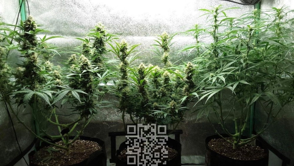 cannabis-blue-dream.jpg