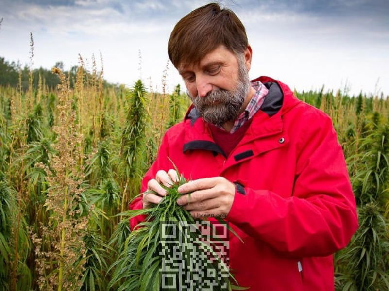 cannabis-breeder.jpg