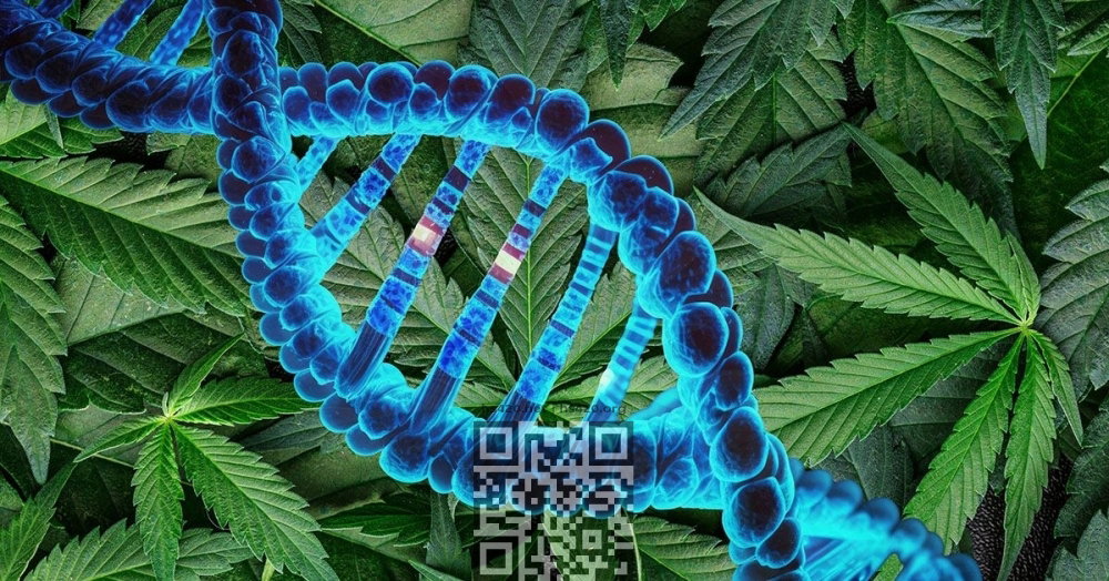 cannabis-genes.jpg