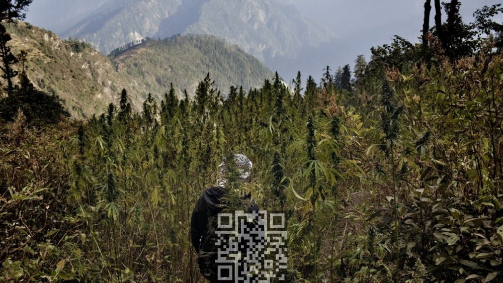 cannabis-grow-in-himalayas.jpg