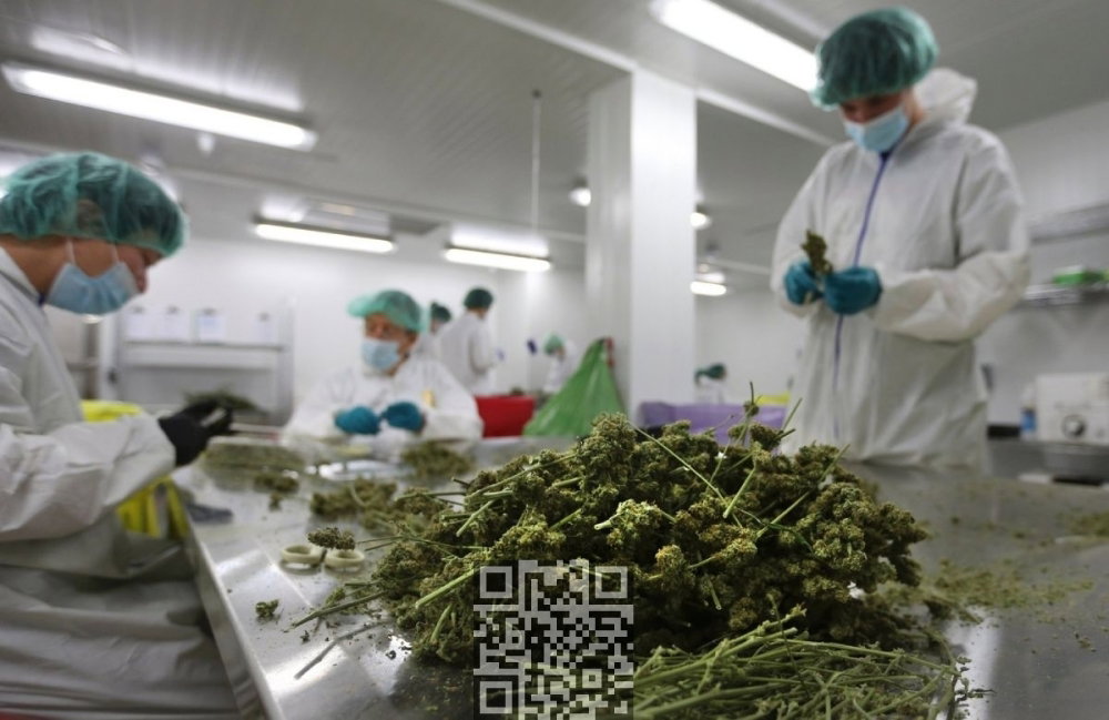 cannabis-research-lab.jpg