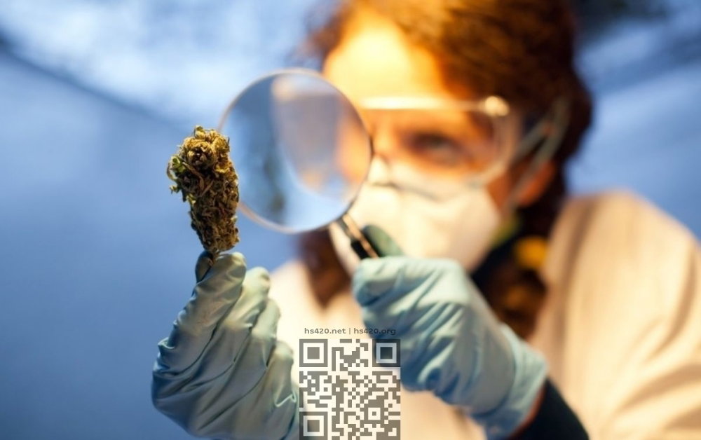 cannabis-researches-2025.jpg