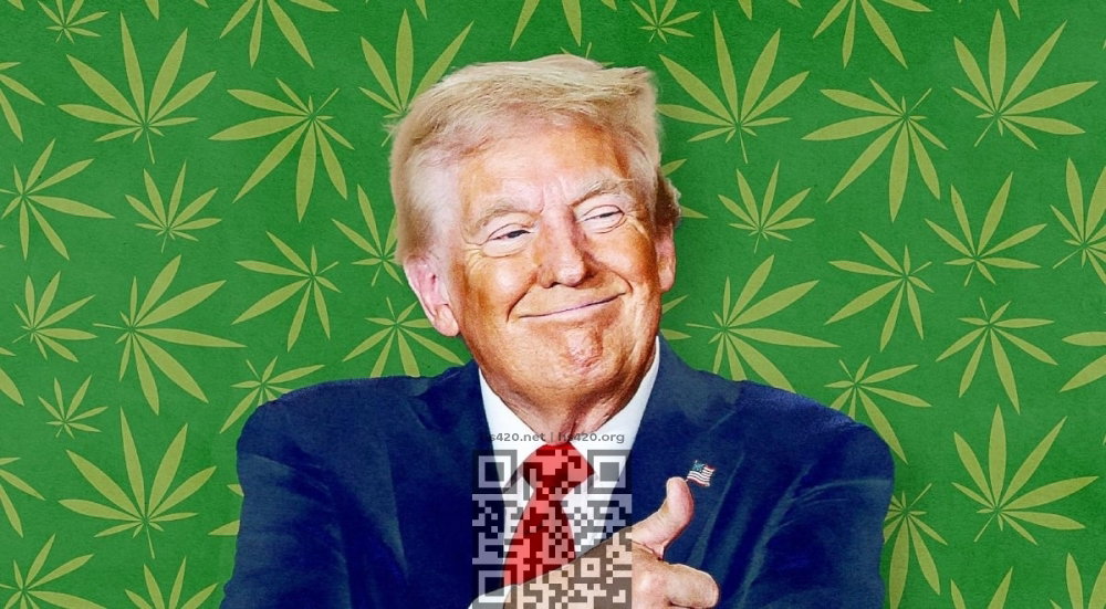 donald-trump-cannabis.jpg