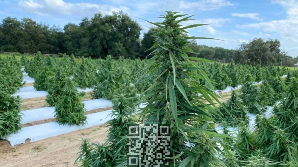 florida-cannabis-farm.jpg