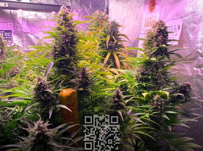 gorilla-zkittlez-cannabis.jpg