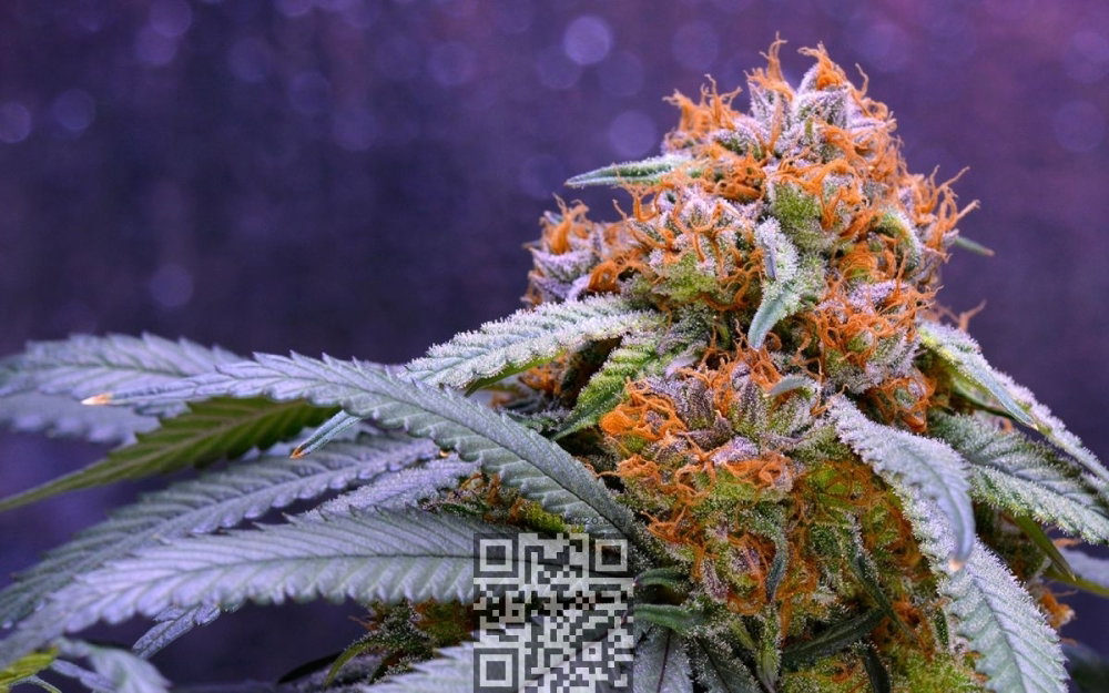 granddaddy-purple-cannabis.jpg