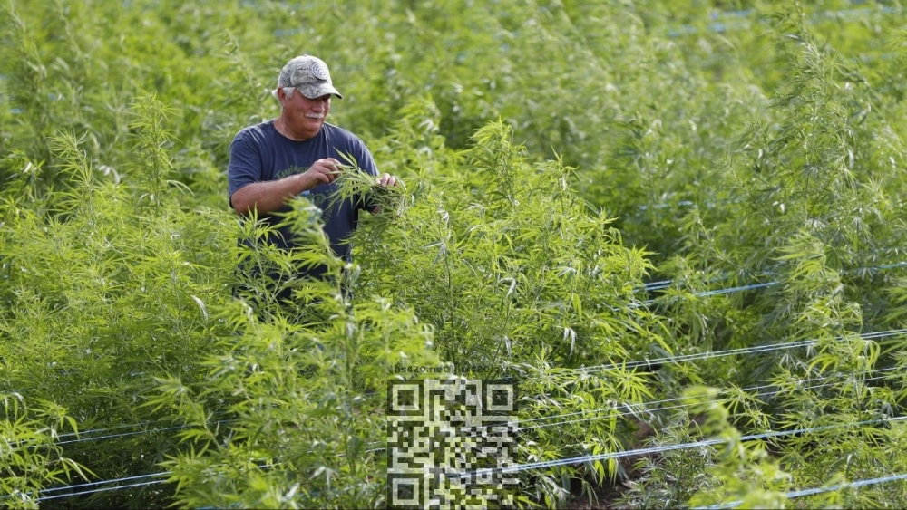 hemp-grow-us.jpg