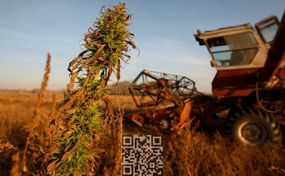 hemp-grow.jpg