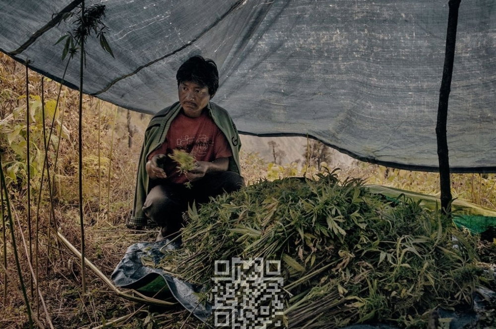 india-cannabis-grower.jpg