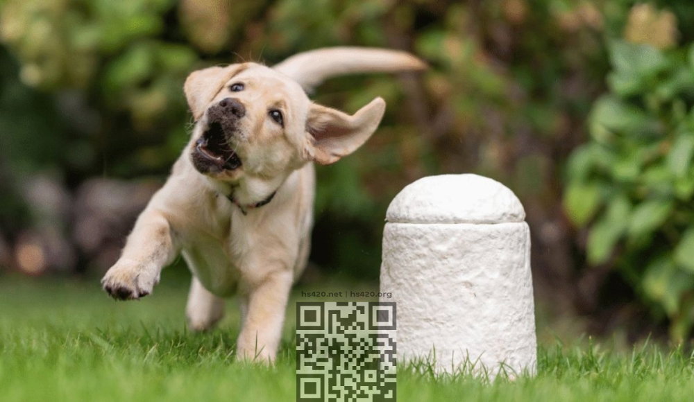 loop-furever.jpg