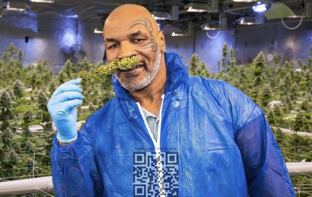 mike-tyson-cannabis-farm.jpg