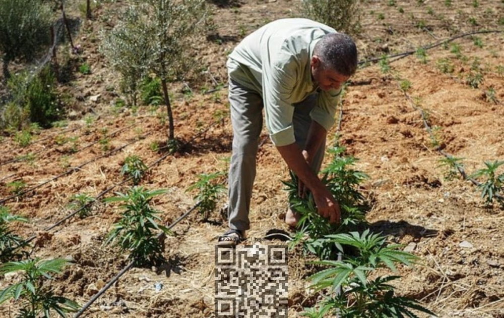 morocco-legal-cannabis-grow.jpg