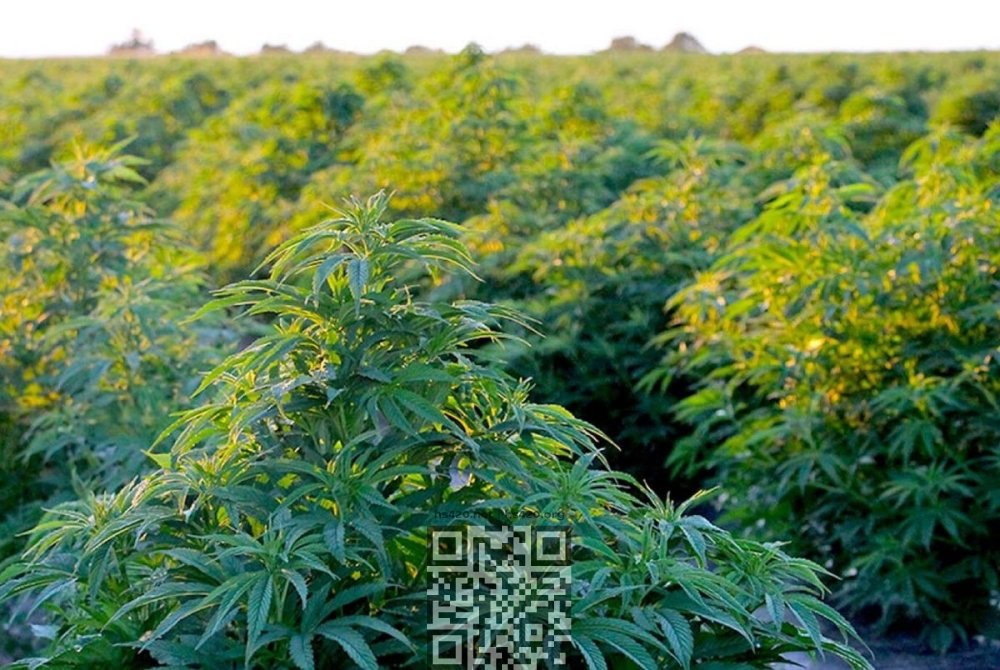 new-zealand-hemp-grow.jpg