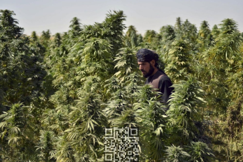 pakistan-cannabis-grow.jpg