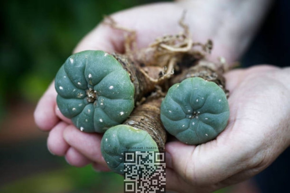 peyote-cacti.jpg
