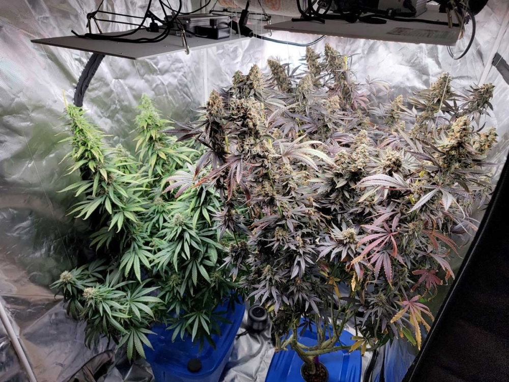 purple-ghost-candy-and-full-moon-dwc-hydro-harvest-4x4-grow-tent.thumb.jpg.236c2395b004be000a050e7943f3c0bb.jpg