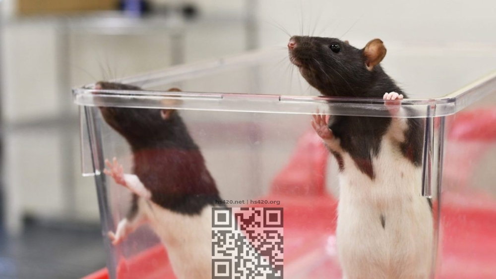 rats-in-lab.jpg