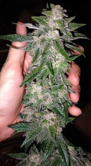 I like big buds