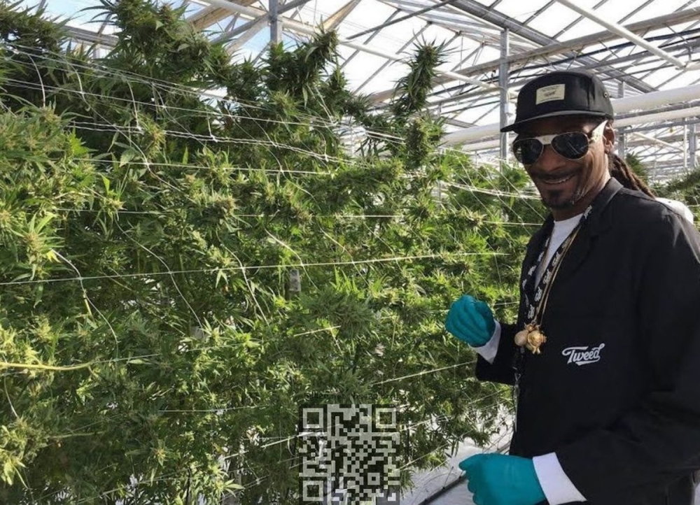 snoop-dogg-cannabis-farm.jpg