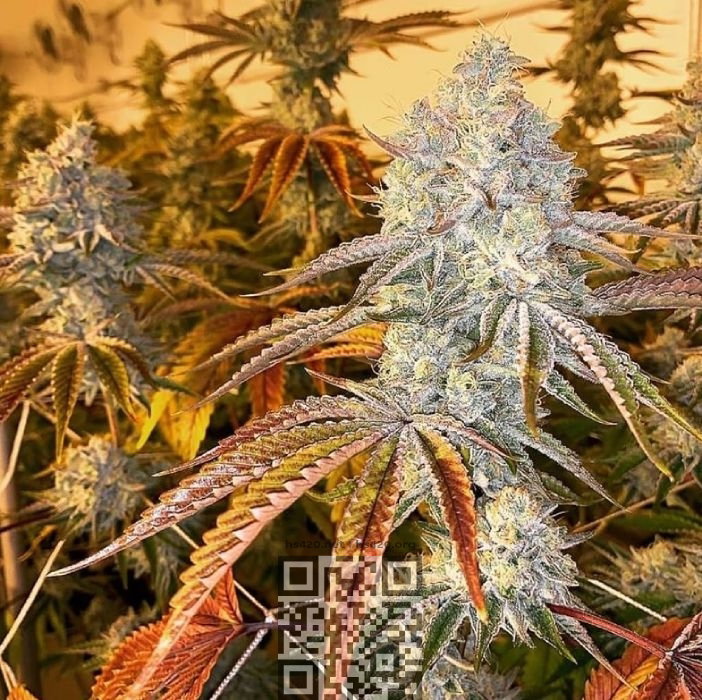 sour-diesel-cannabis.jpg