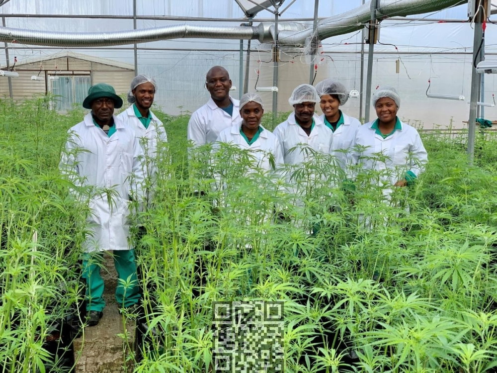 south-africa-cannabis-grow.jpg