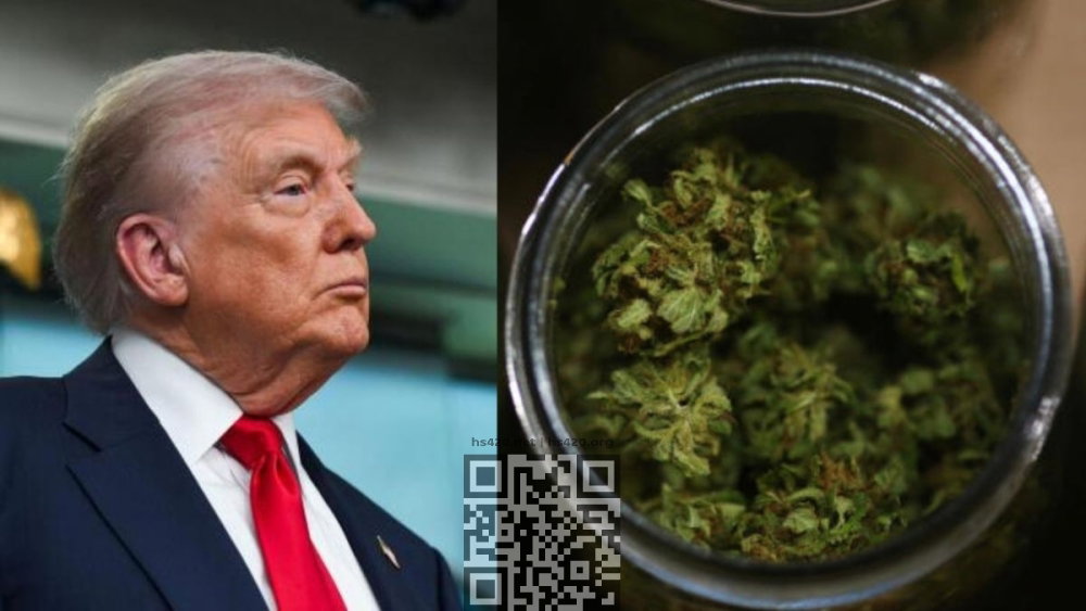 trump-to-reclassify-cannabis.jpg