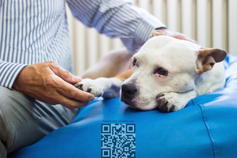 veterinary-dog.jpg