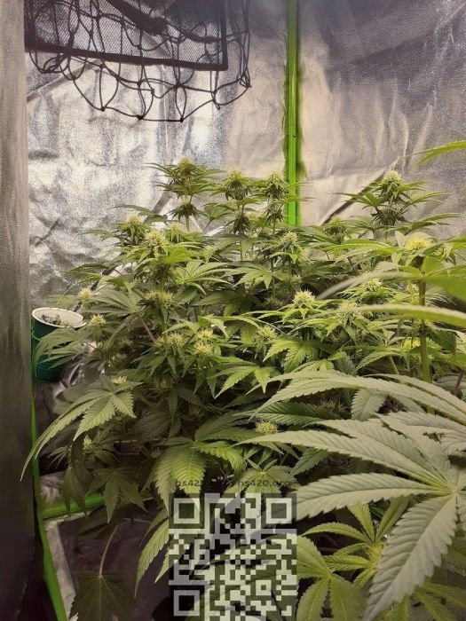 wedding-cake-cannabis.jpg