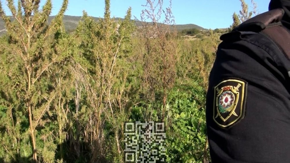azerbaijan-cannabis-grow.jpg