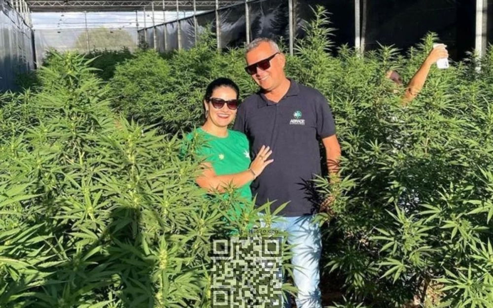 brazil-cannabis-farm.jpg