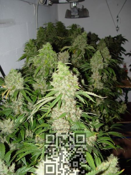 cannabis-bubble-gum.jpg