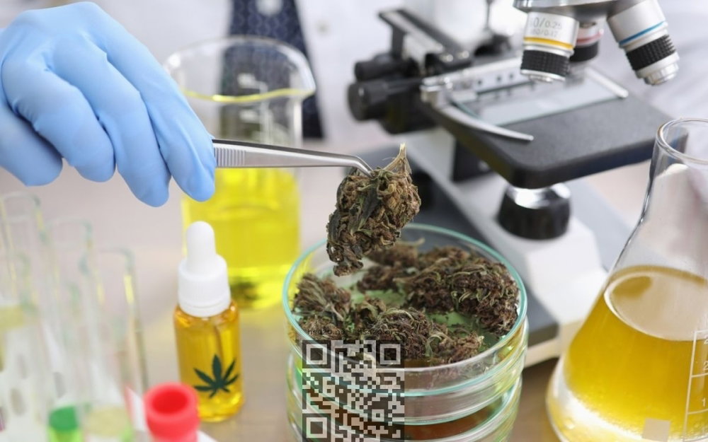cannabis-chemical-research.jpg