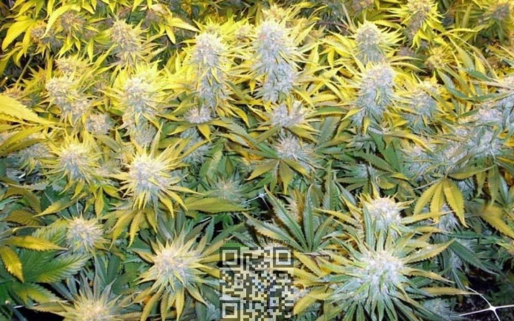 cannabis-critical-mass-cbd.jpg