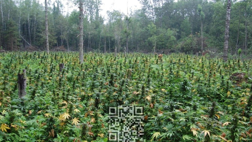 cannabis-grow-in-forest.jpg