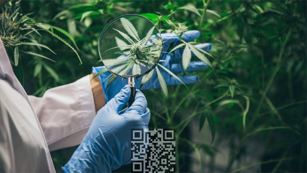 cannabis-research.jpg