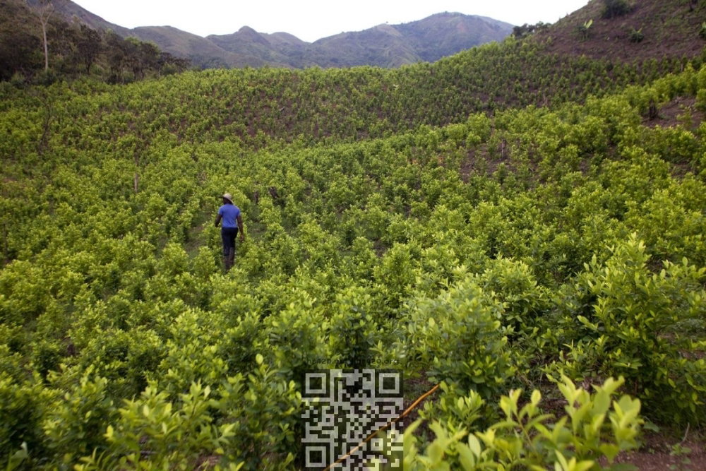 coca-grow-in-colombia.jpg