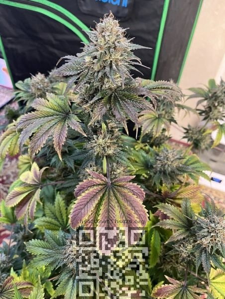 creme-de-la-chem-cannabis.jpg
