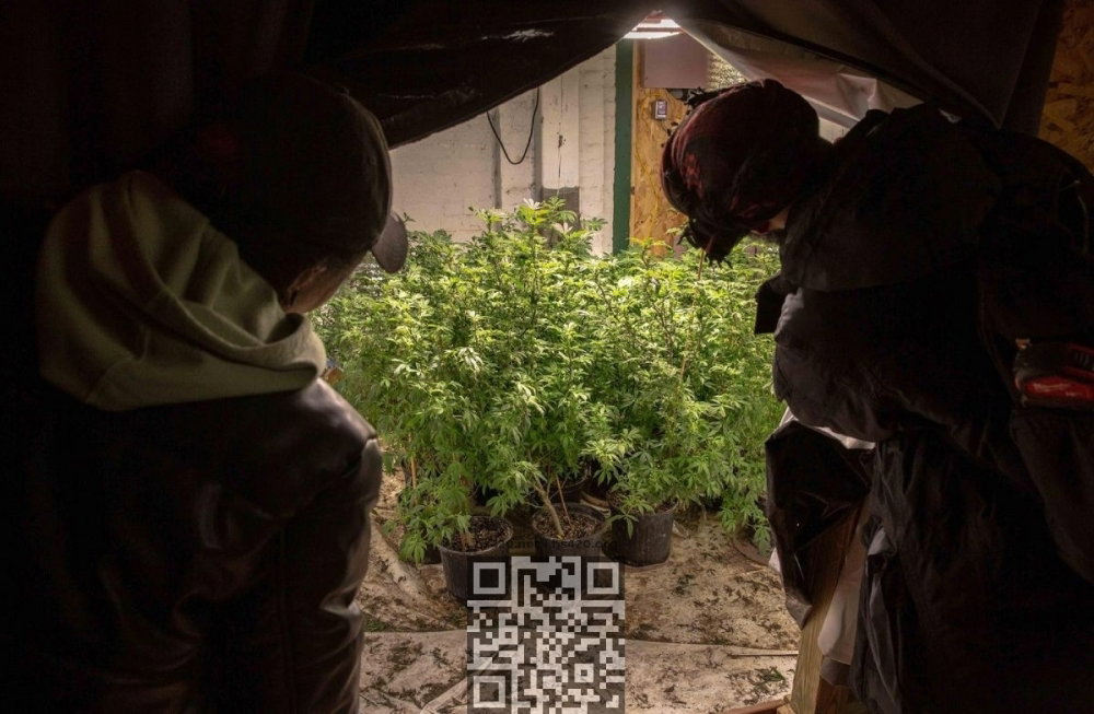 new-york-illicit-cannabis-farm.jpg