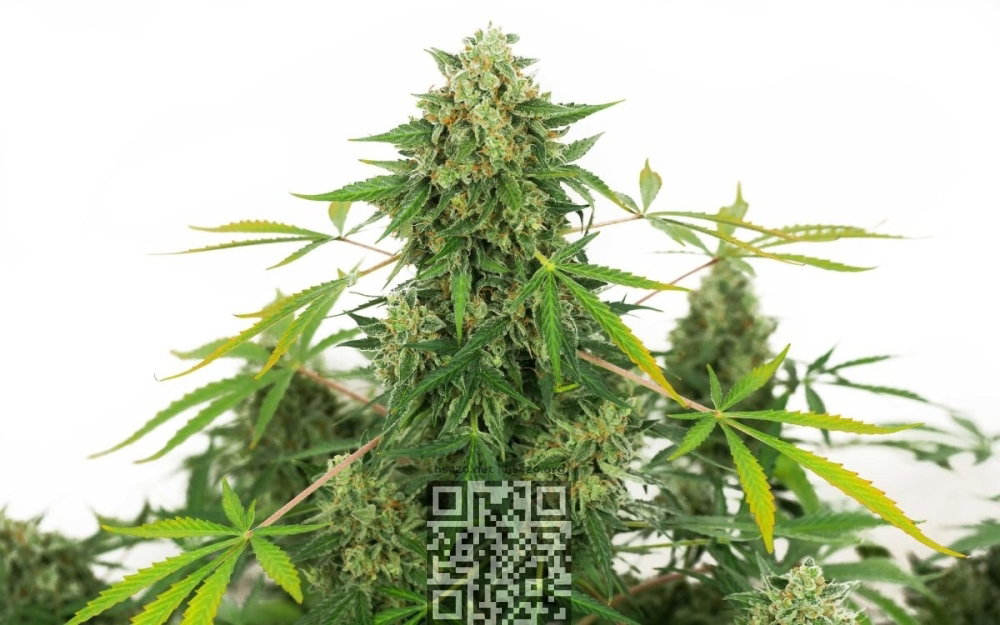 og-kushcbd-cannabis.jpg