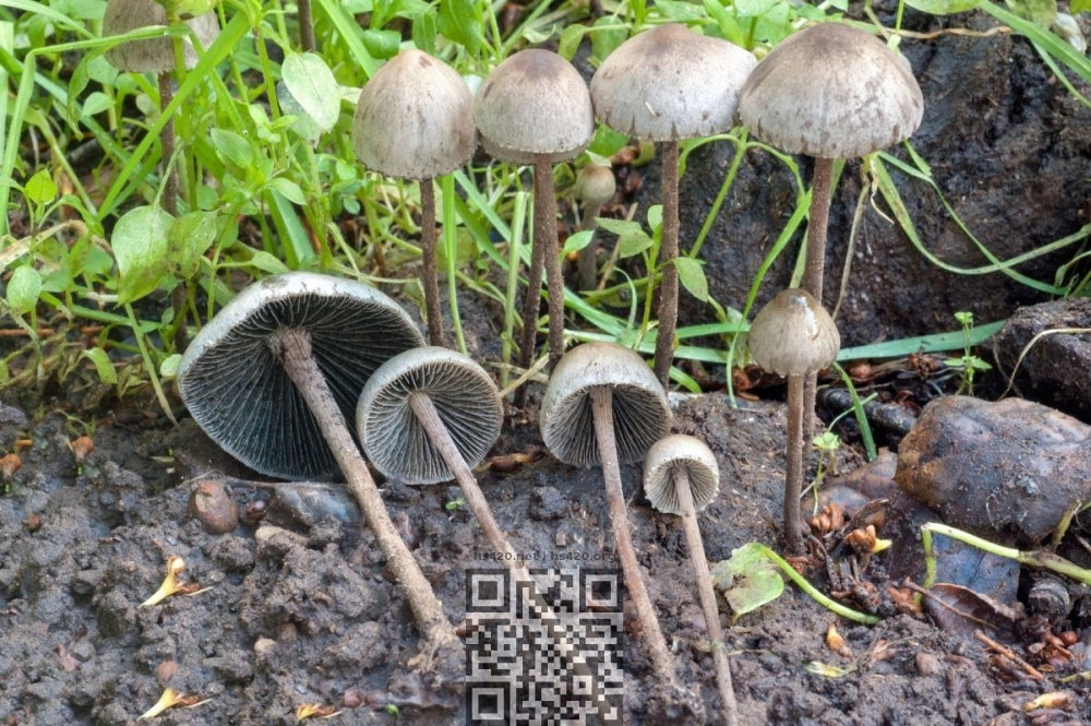 psilocybin-mushrooms-growing-on-manure.jpg