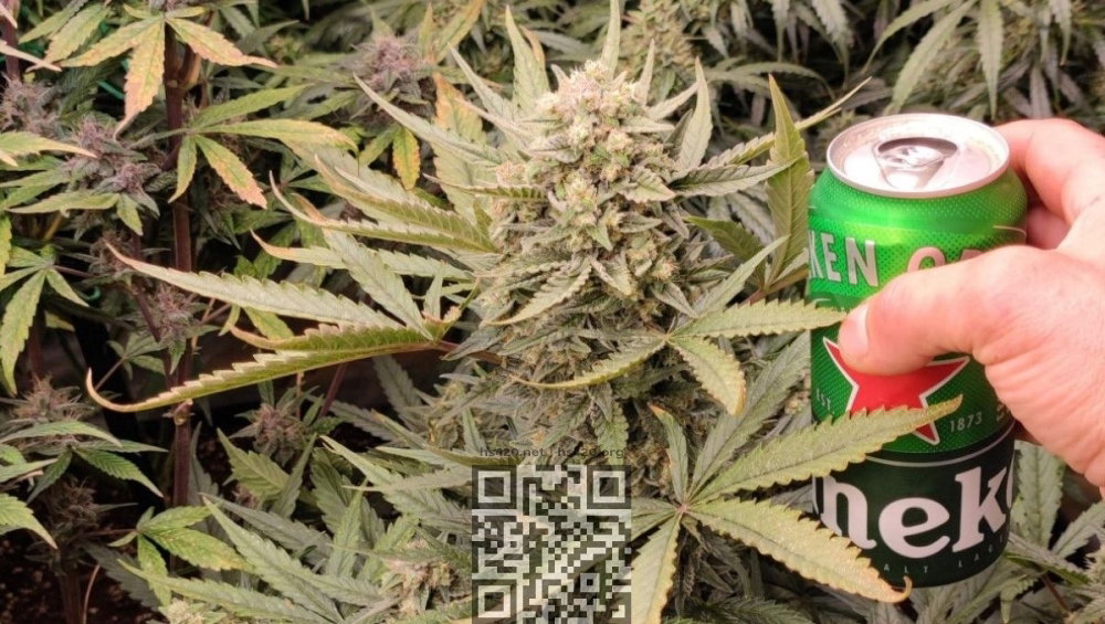 red-strawberry-banana-auto-cannabis.jpg