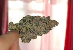 bud in paradise